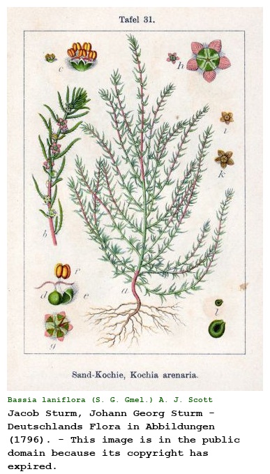Bassia laniflora (S. G. Gmel.) A. J. Scott